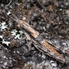 Coryphistes ruricola (Bark-mimicking Grasshopper) at Booth, ACT - 17 Oct 2021 by TimL