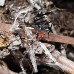 Leptomyrmex erythrocephalus at Booth, ACT - 17 Oct 2021