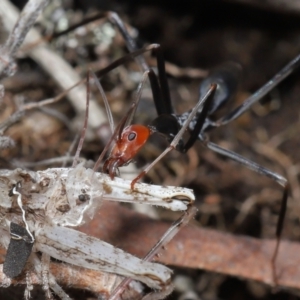 Leptomyrmex erythrocephalus at Booth, ACT - 17 Oct 2021