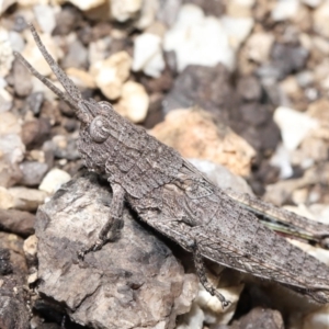 Coryphistes ruricola at Booth, ACT - 17 Oct 2021