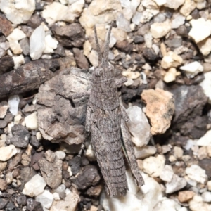 Coryphistes ruricola at Booth, ACT - 17 Oct 2021