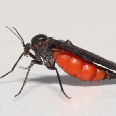 Sciaridae sp. (family) (Black fungus gnat) at Evatt, ACT - 17 Oct 2021 by TimL