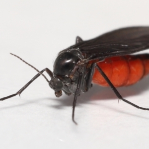 Sciaridae sp. (family) at Evatt, ACT - 17 Oct 2021