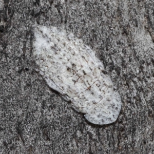 Ledromorpha planirostris at Booth, ACT - 17 Oct 2021