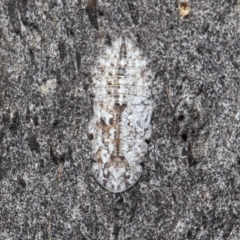 Ledromorpha planirostris (A leafhopper) at Booth, ACT - 16 Oct 2021 by TimL