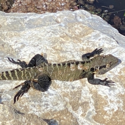 Intellagama lesueurii lesueurii (Eastern Water Dragon) at Queanbeyan River - 19 Oct 2021 by FeralGhostbat