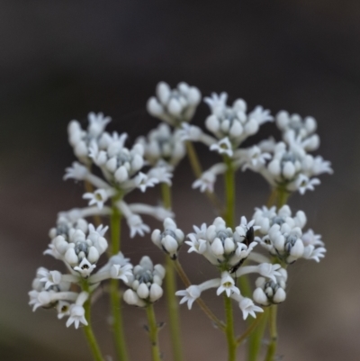 Conospermum ellipticum (A Smokebush) at Penrose, NSW - 19 Oct 2021 by Aussiegall