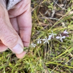 Silene gallica var. gallica (French Catchfly) at Hackett, ACT - 20 Oct 2021 by cmobbs