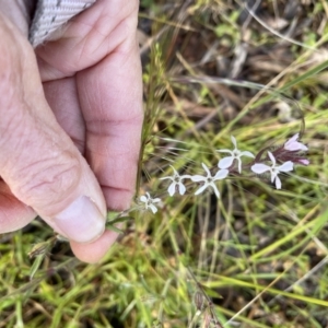 Silene gallica var. gallica at Hackett, ACT - 20 Oct 2021