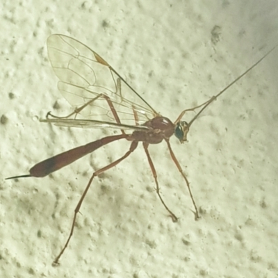 Leptophion yampus (An Ophioninae parasitic wasp) at Turner, ACT - 18 Oct 2021 by LD12