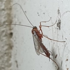 Leptophion yampus at Turner, ACT - 18 Oct 2021 09:34 PM