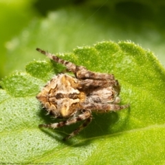 Backobourkia sp. (genus) (An orb weaver) at Macgregor, ACT - 9 Oct 2021 by Roger