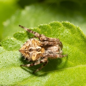 Backobourkia sp. (genus) at Macgregor, ACT - 10 Oct 2021