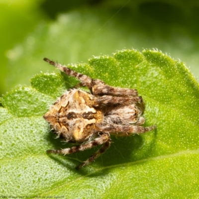 Backobourkia sp. (genus) (An orb weaver) at Macgregor, ACT - 10 Oct 2021 by Roger