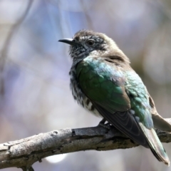 Chrysococcyx lucidus at Pialligo, ACT - 19 Oct 2021