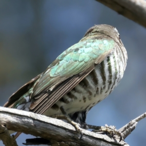 Chrysococcyx lucidus at Pialligo, ACT - 19 Oct 2021