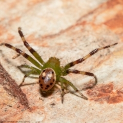 Tharrhalea pulleinei (Pulleine's Crab Spider) at Macgregor, ACT - 11 Oct 2021 by Roger