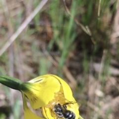 Lasioglossum (Chilalictus) sp. (genus & subgenus) (Halictid bee) at Hall, ACT - 19 Oct 2021 by strigo
