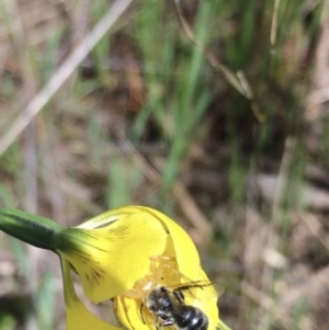 Lasioglossum (Chilalictus) sp. (genus & subgenus) at Hall, ACT - 19 Oct 2021