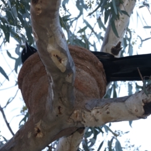 Corcorax melanorhamphos at Ainslie, ACT - 16 Oct 2021