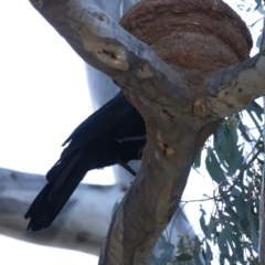 Corcorax melanorhamphos at Ainslie, ACT - 16 Oct 2021 05:34 PM