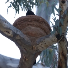 Corcorax melanorhamphos at Ainslie, ACT - 16 Oct 2021 05:34 PM