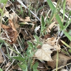 Convolvulus angustissimus subsp. angustissimus (Australian Bindweed) at Hughes, ACT - 16 Oct 2021 by Tapirlord