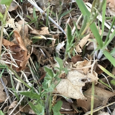 Convolvulus angustissimus subsp. angustissimus (Australian Bindweed) at Hughes, ACT - 16 Oct 2021 by Tapirlord