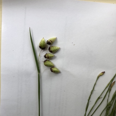 Briza maxima (Quaking Grass, Blowfly Grass) at Hughes, ACT - 20 Oct 2021 by ruthkerruish