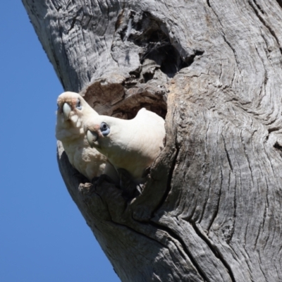 Cacatua sanguinea (Little Corella) at Pialligo, ACT - 19 Oct 2021 by jb2602