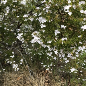 Westringia sp. at Hughes, ACT - 20 Oct 2021