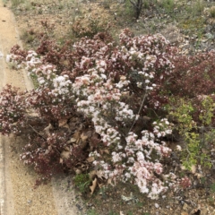 Calytrix tetragona (Common Fringe-myrtle) at Hughes, ACT - 19 Oct 2021 by ruthkerruish