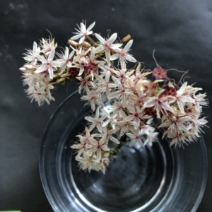 Calytrix tetragona at Hughes, ACT - 20 Oct 2021