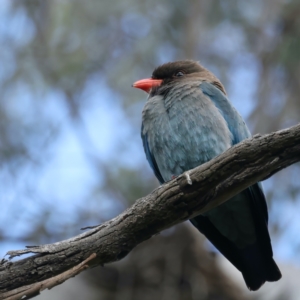 Eurystomus orientalis at Pialligo, ACT - 19 Oct 2021