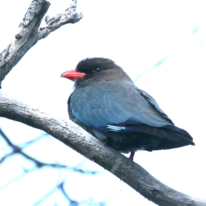 Eurystomus orientalis at Pialligo, ACT - 19 Oct 2021