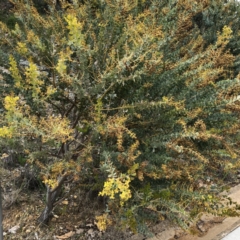 Acacia cultriformis (Knife Leaf Wattle) at Hughes, ACT - 20 Oct 2021 by ruthkerruish