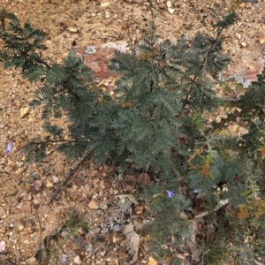 Acacia sp. at Hughes, ACT - 20 Oct 2021