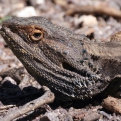 Pogona barbata (Eastern Bearded Dragon) at Pialligo, ACT - 19 Oct 2021 by jbromilow50