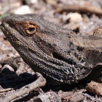 Pogona barbata (Eastern Bearded Dragon) at Mount Ainslie - 19 Oct 2021 by jb2602