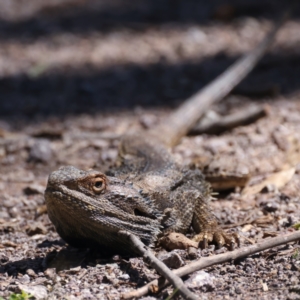 Pogona barbata at Pialligo, ACT - 19 Oct 2021