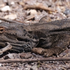 Pogona barbata at Pialligo, ACT - suppressed