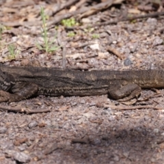 Pogona barbata at Pialligo, ACT - suppressed