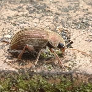 Edusella lineata at Turner, ACT - 20 Oct 2021