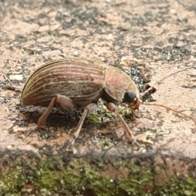 Edusella lineata (Leaf beetle) at Turner, ACT - 20 Oct 2021 by LD12