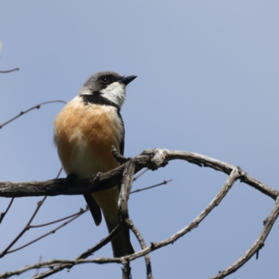 Pachycephala rufiventris (Rufous Whistler) at Pialligo, ACT - 18 Oct 2021 by jbromilow50