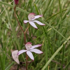 Caladenia moschata at Currawang, NSW - suppressed