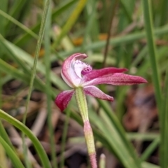 Caladenia moschata at Currawang, NSW - suppressed