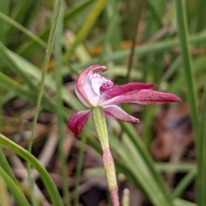 Caladenia moschata at Currawang, NSW - suppressed