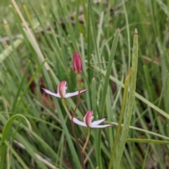 Caladenia moschata at Currawang, NSW - suppressed