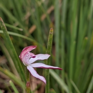 Caladenia moschata at Currawang, NSW - suppressed